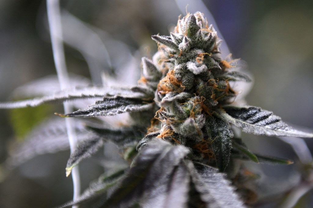 Alcohol commission finalizes rules for hemp industry in Texas, but debate likely to continue