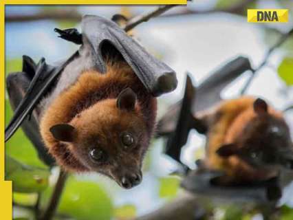 West Bengal Nipah virus scare: Two nurses ‘very critical’, all you need to know about causes and symptoms