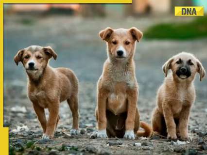 Stray dogs case: SC to impose heavy penalties on states for every dog bite death, says, ‘will be fixing heavy compensation’
