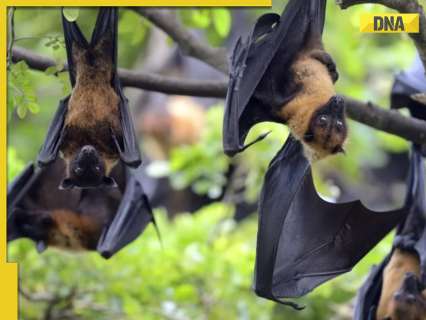 Nipah Virus: AIIMS doctor says highly infectious disease has ‘severe’ outcomes, how does it spread and is it deadly