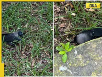High alert in Chennai: Hundreds of crows killed, H5N1 virus advisory issued, does it affect humans?