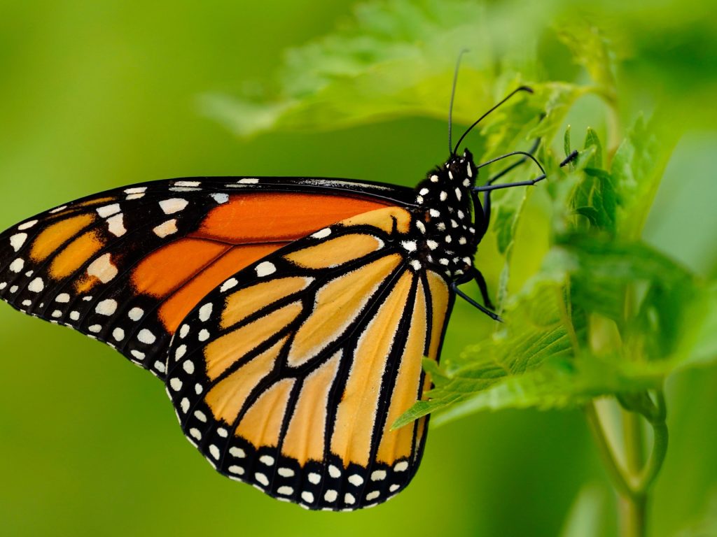 Endangered monarch butterfly population surges 64 percent Endangered monarch butterfly population surges 64 percent