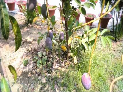 World’s most expensive mango found in Ayodhya? Meet the farmer growing the rare fruit at home World’s most expensive mango found in Ayodhya? Meet the farmer growing the rare fruit at home
