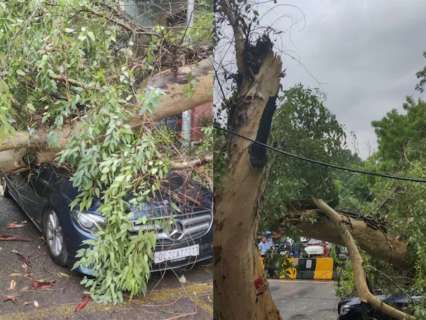 Monsoon Mayhem In Delhi: Mercedes gets smashed as tree collapses on it in East of Kailash Monsoon Mayhem In Delhi: Mercedes gets smashed as tree collapses on it in East of Kailash