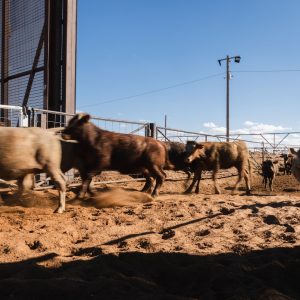 “How do we protect our poultry flocks?” Texas dairy, poultry producers grapple with bird flu