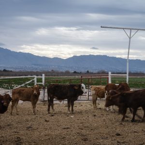 Mexican cattle banned from Texas due to screwworm threat