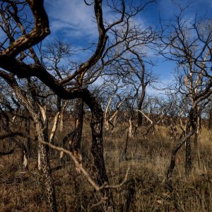 Bills seek to improve state’s response to wildfires a year after devastation in Panhandle