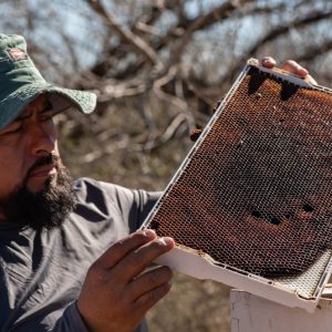A surge in bee deaths is hurting Texas beekeepers — and could affect the price of produce