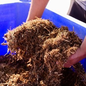 Texas hemp farmers fear full THC ban would nip industry in the bud