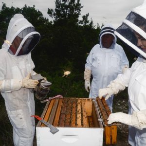 How a chance meeting helped Texas become the nation’s top beekeeping state