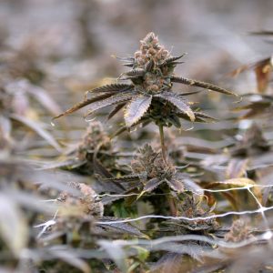 Most Texas THC products expected to remain legal amid legislative impasse