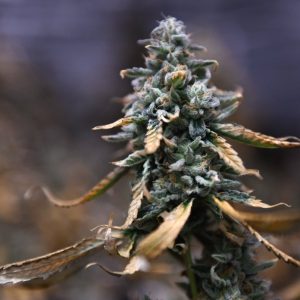 Texas reined in recreational THC for more medical marijuana this legislative session