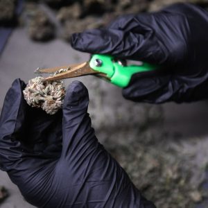 Texas Senate advances bill to ban THC — again