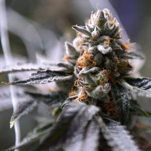 Majority of Texans oppose total THC ban like the one vetoed by Gov. Greg Abbott, poll finds