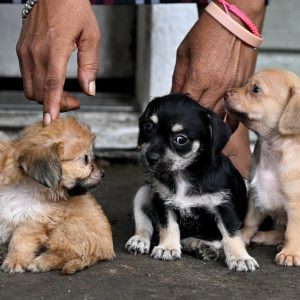Screwworm was found in a dog in Texas. What does that mean for your pets?