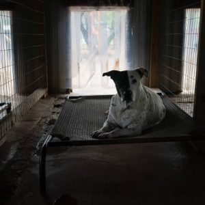 The Rio Grande Valley’s pet population is out of control. Will a proposed limit in one city help?