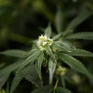 Texas Senate passes hemp ban, a Dan Patrick priority