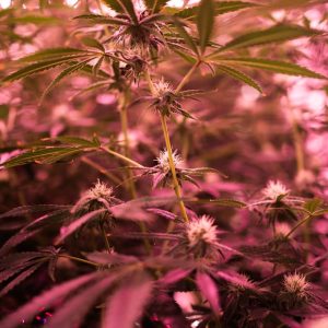 With prospects of a THC ban eroded, Texas hemp industry supports age restrictions, more regulation enforcement