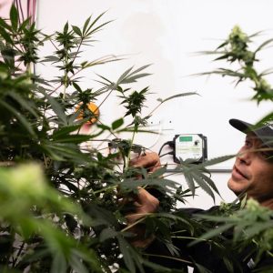 Texas medical marijuana industry to push for hemp age restrictions and delta-8 ban