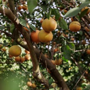 Texas’ citrus industry — once an agricultural powerhouse — is on the brink of disaster