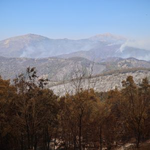 Syria says wildfires in northwest Latakia province contained after 10 days