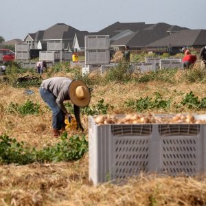 Parkinson’s disease is consistently linked to pesticide exposure, putting Rio Grande Valley farmworkers at risk