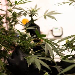 A blossoming Texas medical marijuana industry adds new businesses, products and patients