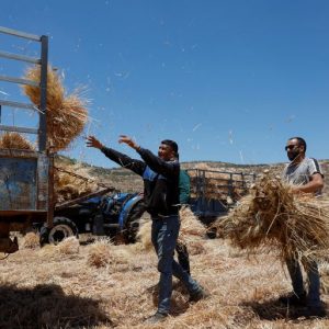 Israeli military uproots thousands of Palestinian olive trees in West Bank
