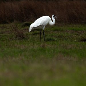 Conservation groups buy more than 3,000 acres on Texas coast for whooping crane habitat