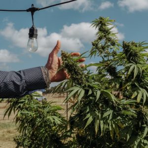 Texas will ban smokeable hemp cannabis on March 31. Here’s what you need to know.