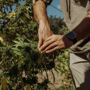 Texas hemp businesses fear an uptick in police raids after more than 15 in the last two years