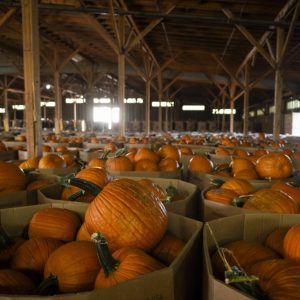 Your Halloween pumpkin probably came from this small Texas town