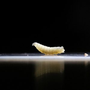 What to know about screwworm in Texas