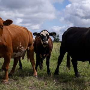 U.S. will begin limited imports of Mexican cattle as screwworm outbreak continues