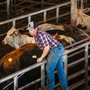“Survival of the fittest”: Insiders say screwworm could improve the Texas cattle industry, beef