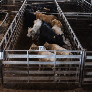 Canada suspends animal exports from Texas due to New World screwworm concerns