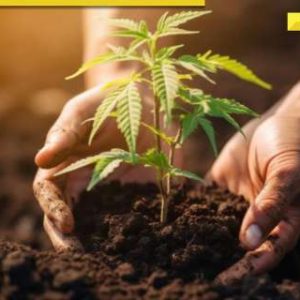 Calmosis, Bengaluru startup, at forefront of using medical cannabis in India, aims to enhance health, promote wellness
