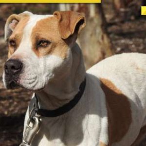 Animal protection groups support Centre’s proposed ban on 23 foreign dog breeds, say ‘Many of these…’