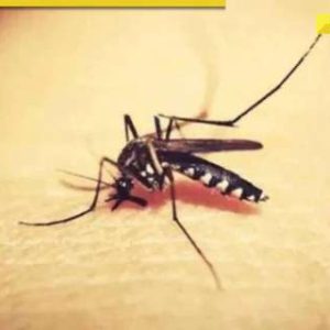 Zika virus in Maharashtra: Centre issues advisory to states, asks to focus on…