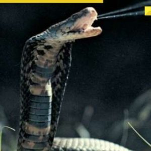 Blood thinner may revolutionise cobra bite treatment in India