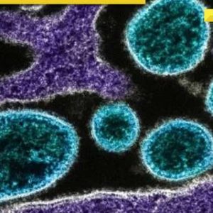 WHO alert: India witnesses largest outbreak of Chandipura virus in 20 years; how dangerous is it?