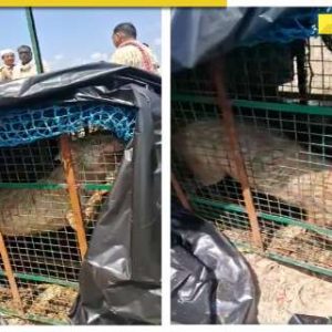 UP: Fourth man-eater wolf, who killed 9 in Bahraich, held; search operation on