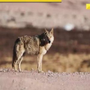 Another wolf attack in Bahraich leaves 11-year-old boy injured, search continues for sixth ‘killer’ wolf