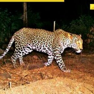 Udaipur leopard scare: 7 killed in Rajasthan, people cower, schools shut