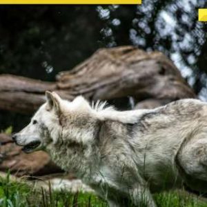 Month-long terror by wolves in UP’s Bahraich comes to end as villagers kill sixth and final predator while…