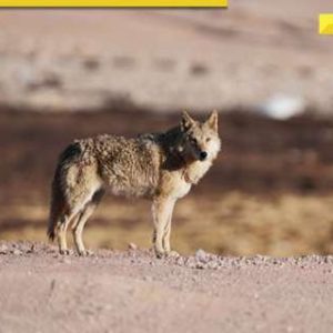 UP: Wolf terror ends in Bahraich as villagers kill sixth and final predator