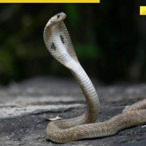 Centre urges states to make THIS disease notifiable due to…, know here