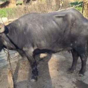 Karnataka: Two village fight over ‘holy’ buffalo’s ownership, police conduct DNA test