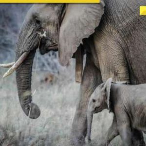 ISKCON Mayapur elephants to receive lifelong care at Anant Ambani’s Vantara