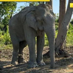 Anant Ambani’s Vantara to offer chain-free haven for 20 elephants rescued from exploitative logging industry